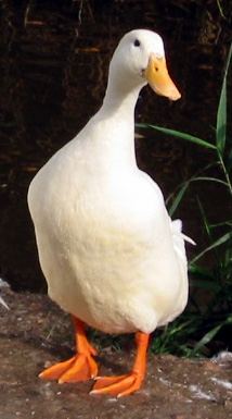 Photograph of 'Yellow' the Duck